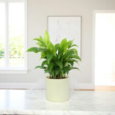 Matte Cream Ceramic Indoor Plant Pot, Cachepot - H15 x W15.5cm Cream thumbnail 2