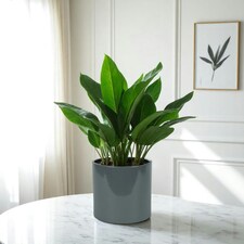 Glossy Grey Ceramic Indoor Plant Pot (H15 x W15.5cm) Grey thumbnail 2