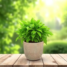 Cement Art Deco Style Plant Pot - (H12.5 x W13.5cm) Multi thumbnail 2