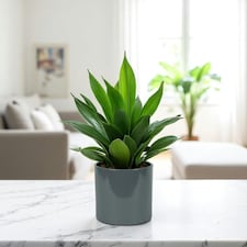 Glossy Grey Ceramic Indoor Plant Pot (H13 x W13.5cm) Grey thumbnail 2