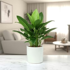 Matte White Ceramic Indoor Plant Pot, Cachepot - H17 x W17.5cm White thumbnail 2