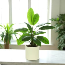 Matte Cream Ceramic Indoor Plant Pot, Cachepot - H13 x W13.5cm Cream thumbnail 2