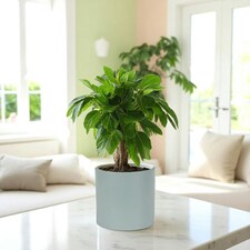 Matte Grey Ceramic Indoor Plant Pot H17 x W17.5cm Grey thumbnail 2