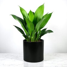 Minimalist Matte Black Ceramic Indoor Plant Pot H15 x W15.5cm Black thumbnail 2