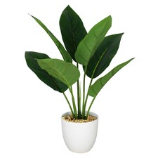 Pack of 6 x 45cm Artificial Aureum Plant thumbnail 3