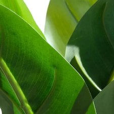 Pack of 6 x 45cm Artificial Aureum Plant thumbnail 5