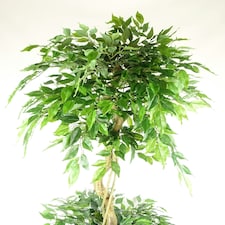 180cm Artificial Twisted Trunk Fruticosa Ficus Tree Triple Ball Topiary 1984 Leaves Silver Metal Planter thumbnail 2