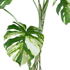 120cm Variegated Monstera Realistic Artificial Tree thumbnail 2