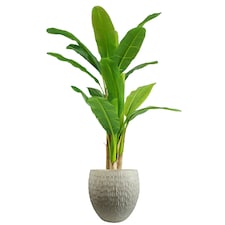 43cm Inoke Embossed Large Stone Colour Composite Planter Plant Pot thumbnail 2