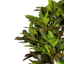 150cm Artificial Croton Tree thumbnail 2