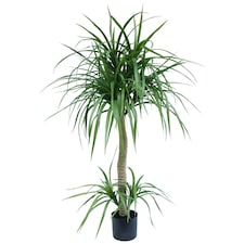 120cm Dracaena Realistic Artificial Tree