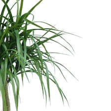 120cm Dracaena Realistic Artificial Tree thumbnail 2