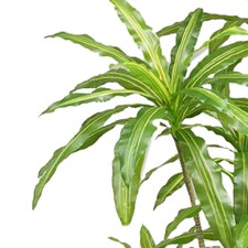 180cm Striped Dracaena Realistic Artificial Tree thumbnail 2