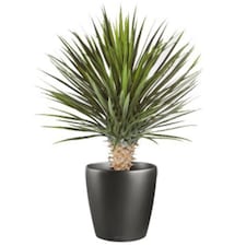 75cm Artificial Dracaena Plant