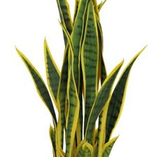 70cm Artificial Sansevieria with pot thumbnail 2