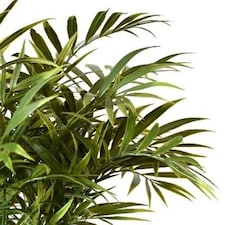 40cm Fire Retardant Artificial Palm Tree Stem thumbnail 2