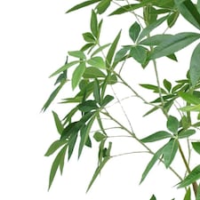 210cm Artificial Money Tree Pachira Realistic Faux Tree thumbnail 2