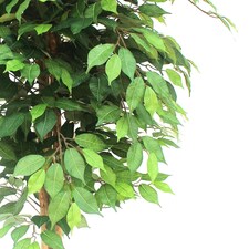 150cm Artificial Ficus Tree thumbnail 2