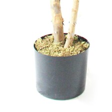 180cm Artificial Fiddle Fig Deluxe Tree thumbnail 3