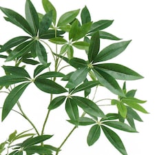 120cm Artificial Money Tree Pachira Realistic Faux Tree thumbnail 2