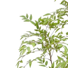 150cm Nandina Realistic Artificial Tree thumbnail 2