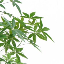 150cm Artificial Money Tree Pachira Realistic Faux Tree thumbnail 2