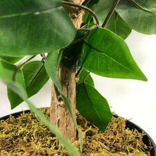 120cm Artificial Ficus Tree / Plant - Large Bushy Shape Copper Metal Planter thumbnail 3