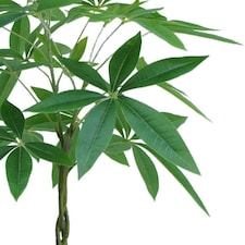 70cm Artificial Money Tree Pachira Realistic Faux Plant thumbnail 2