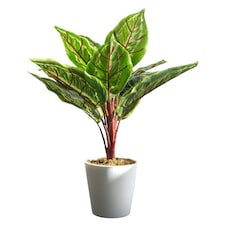 38cm Potted Artificial Calathea Veitchiane