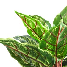 38cm Potted Artificial Calathea Veitchiane thumbnail 2