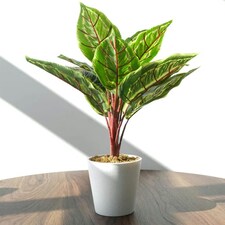 38cm Potted Artificial Calathea Veitchiane thumbnail 4