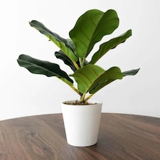 38cm Potted Artificial Fiddle Fig Plant thumbnail 2