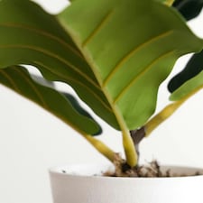 38cm Potted Artificial Fiddle Fig Plant thumbnail 4
