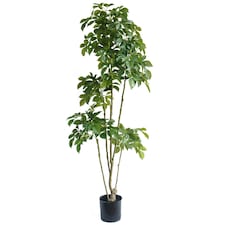 180cm Radermachera Realistic Artificial Tree