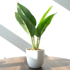 45cm Artificial Aureum Plant thumbnail 3