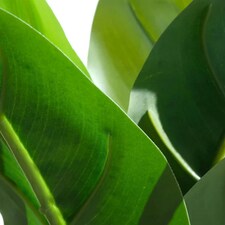 45cm Artificial Aureum Plant thumbnail 4