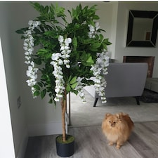 130cm Luxury Artificial Wisteria Tree White Flowers - Premium Range Gold Metal Planter thumbnail 4